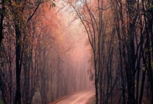 天涯社区国际：全球华人的情感港湾，你了解吗？